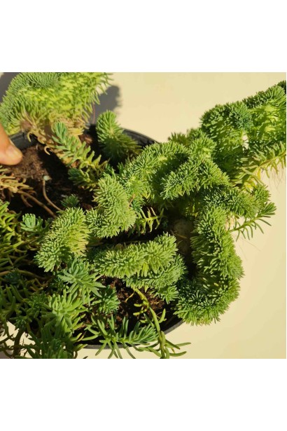 Очиток гірський Кристатум 3л/вис.10-15см/Ø5-10см/2р 